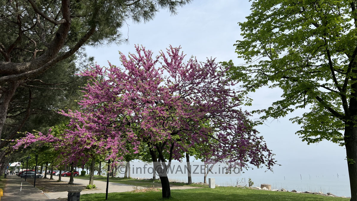 Cercis siliquastrum - 04.jpg